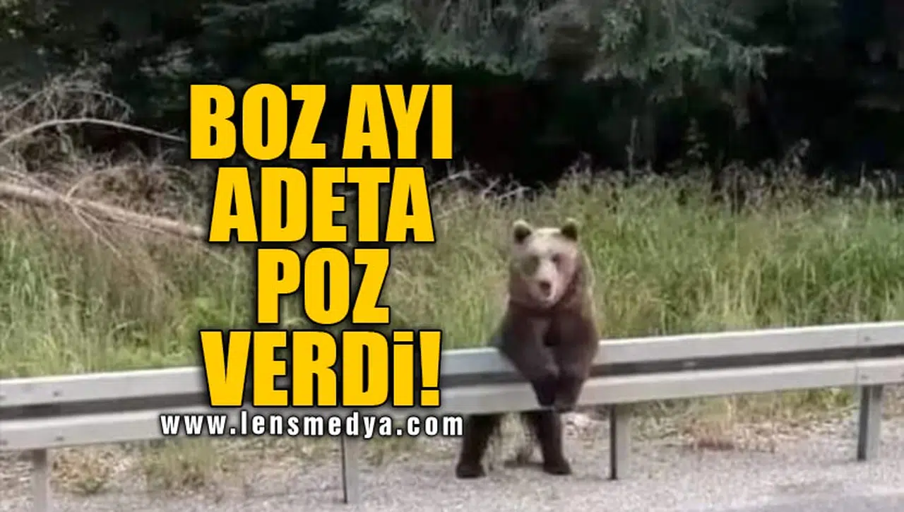 BOZ AYI ADETA POZ VERDİ!