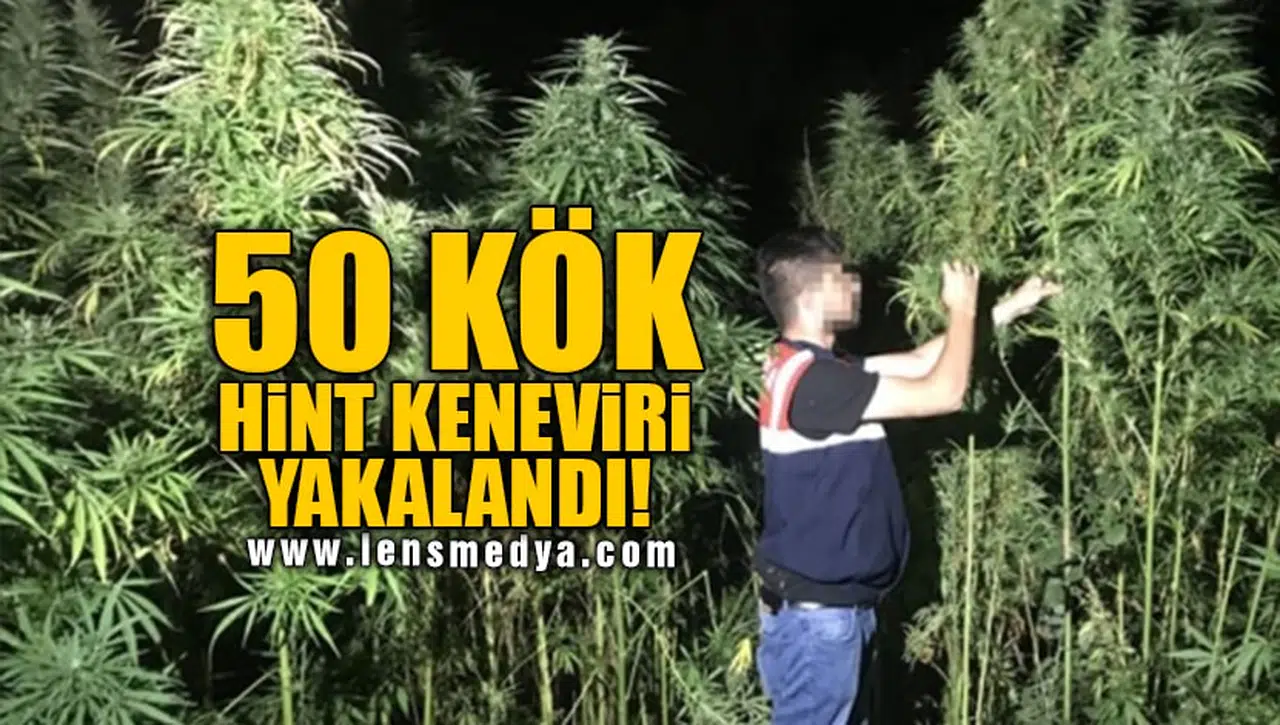 50 KÖK HİNT KENEVİRİ YAKALANDI!