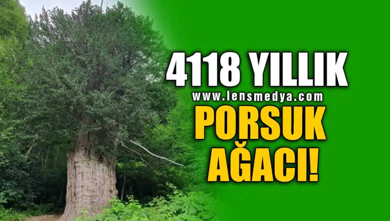 4118 YILLIK PORSUK AĞACI!