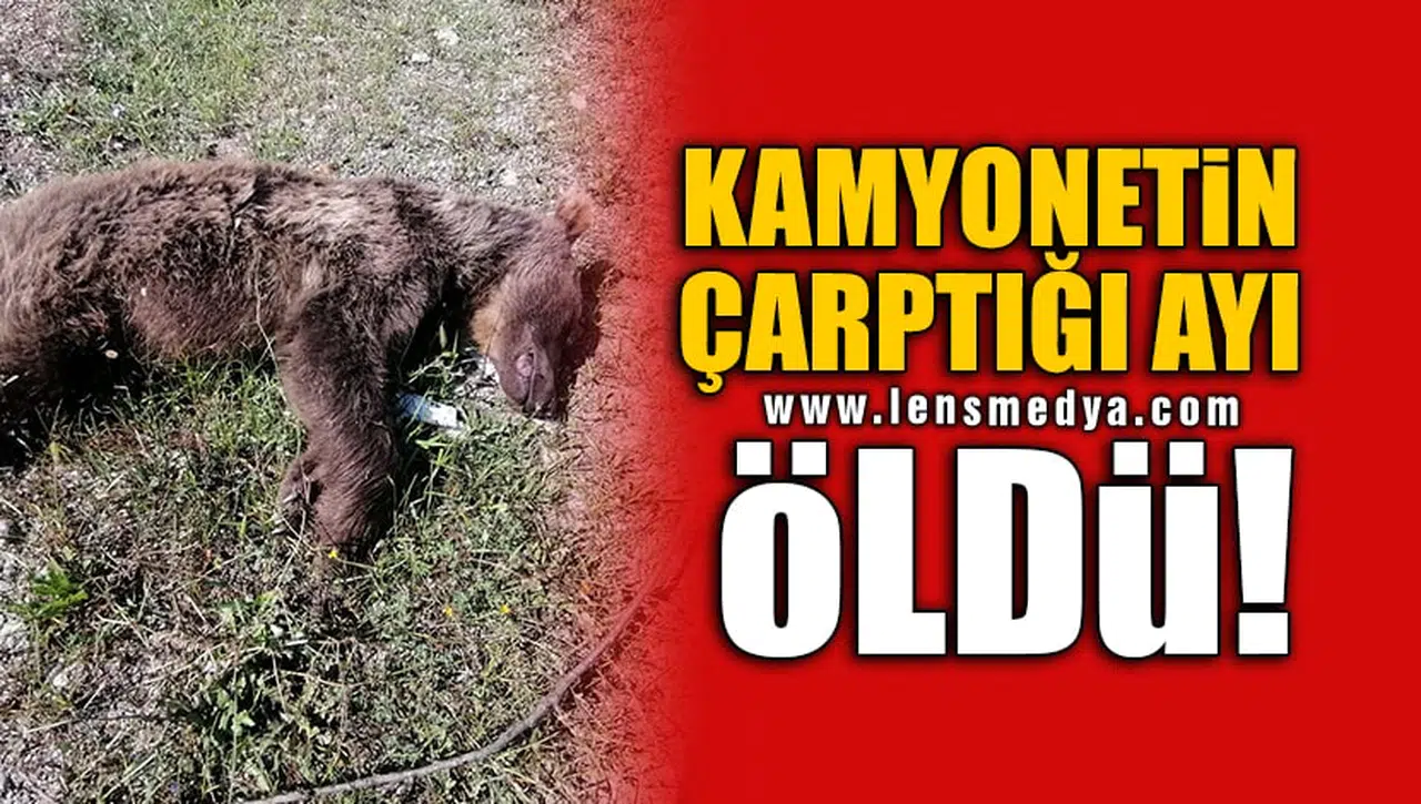 KAMYONETİN ÇARPTIĞI AYI ÖLDÜ!
