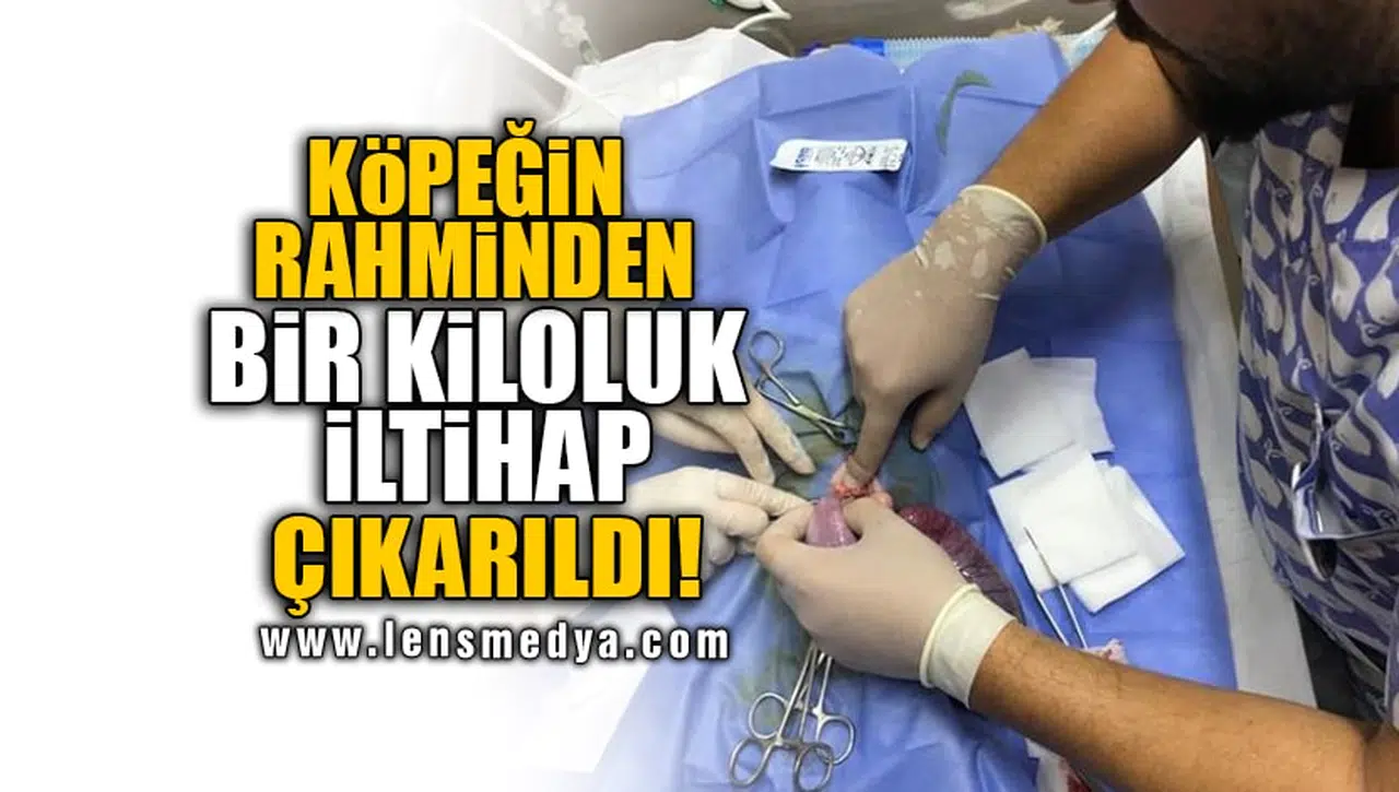KÖPEĞİN RAHMİNDEN BİR KİLOLUK İLTİHAP ÇIKARILDI!