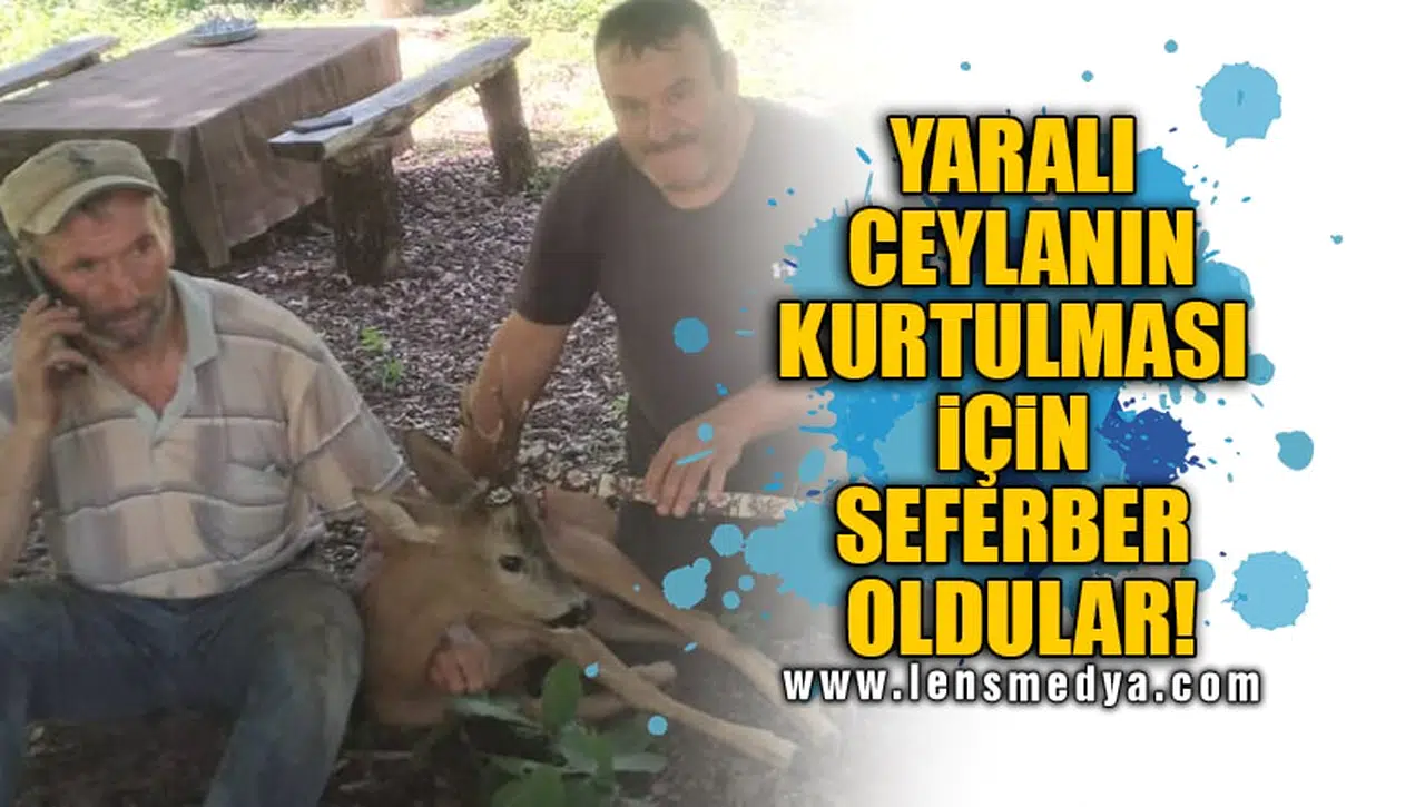 YARALI CEYLANIN KURTULMASI İÇİN SEFERBER OLDULAR!