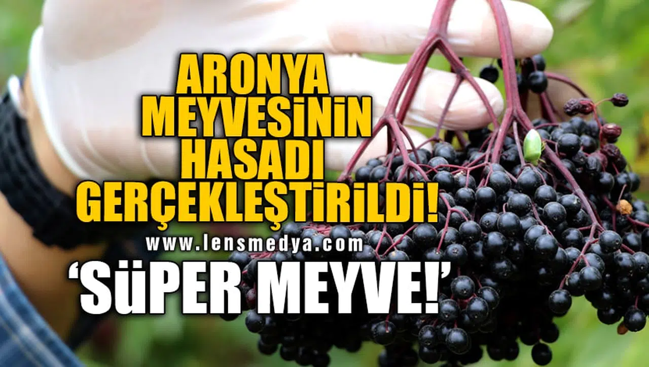 ARONYA MEYVESİNİN HASADI GERÇEKLEŞTİRİLDİ! 'SÜPER MEYVE!'