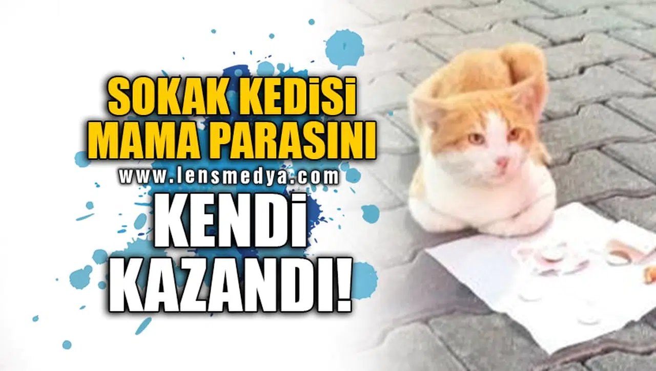 SOKAK KEDİSİ MAMA PARASINI KENDİ KAZANDI!