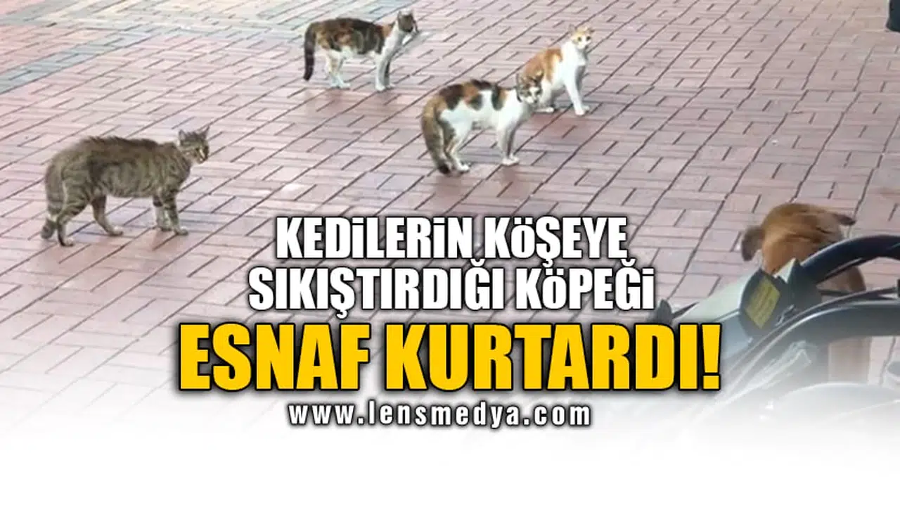 KEDİLERİN KÖŞEYE SIKIŞTIRDIĞI KÖPEĞİ ESNAF KURTARDI!