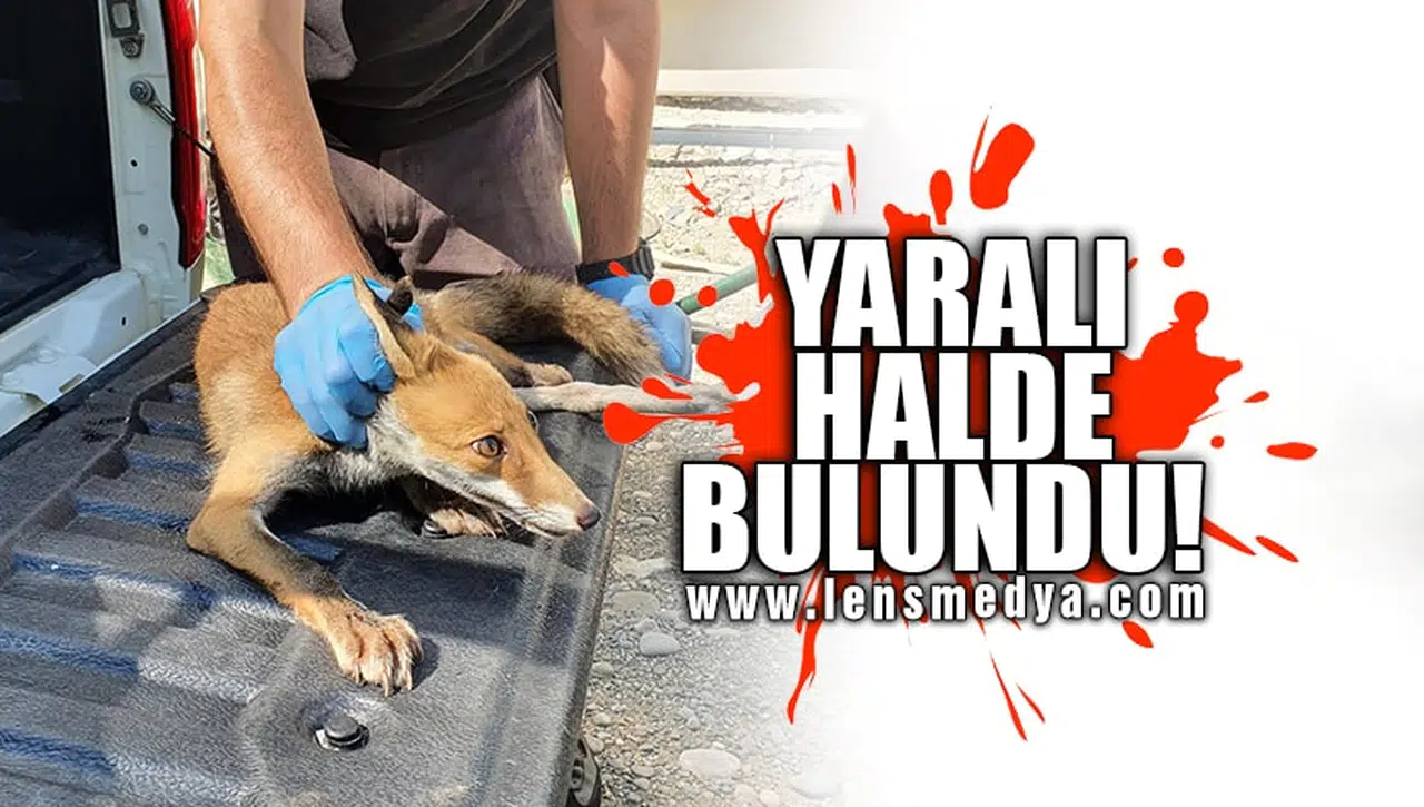 YARALI HALDE BULUNDU!