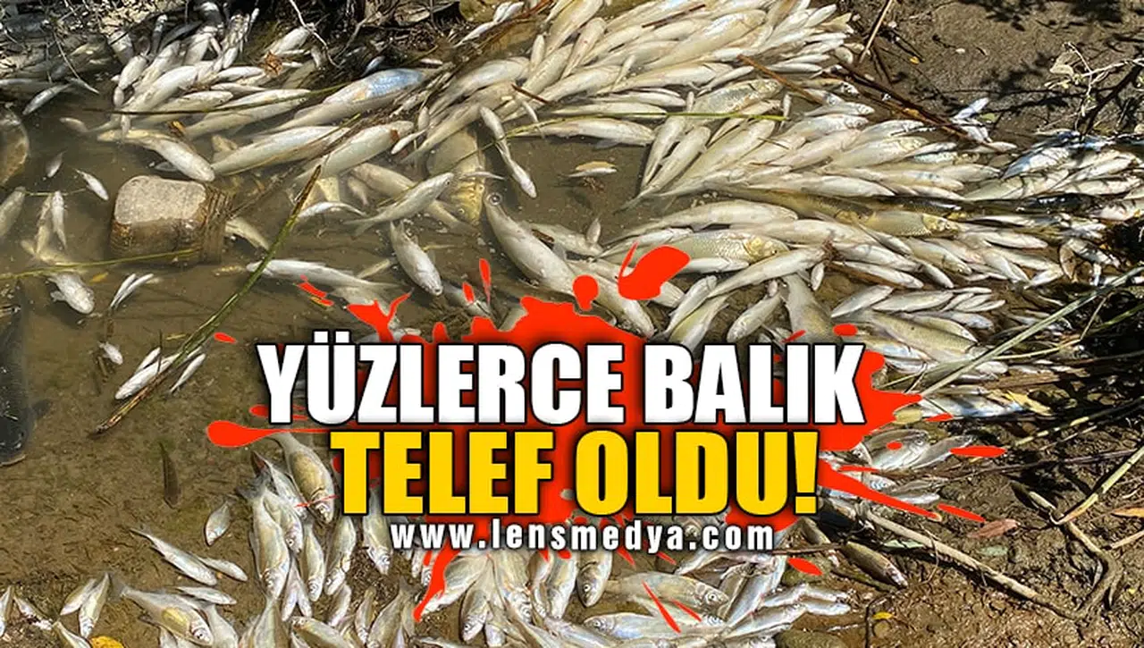 YÜZLERCE BALIK TELEF OLDU!