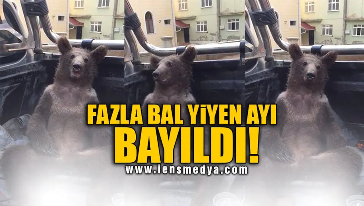FAZLA BAL YİYEN AYI BAYILDI!