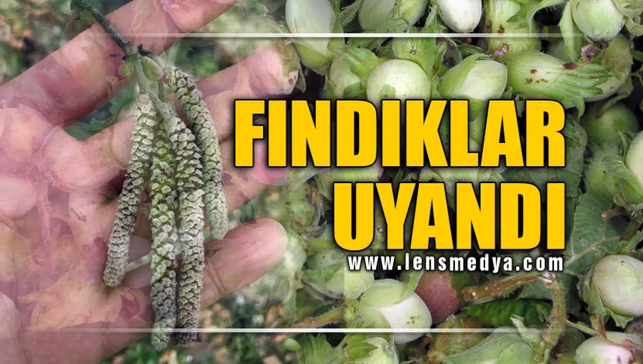"FINDIKLAR UYANDI"