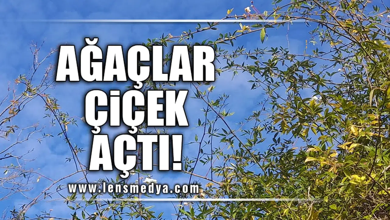 AĞAÇLAR ÇİÇEK AÇTI!