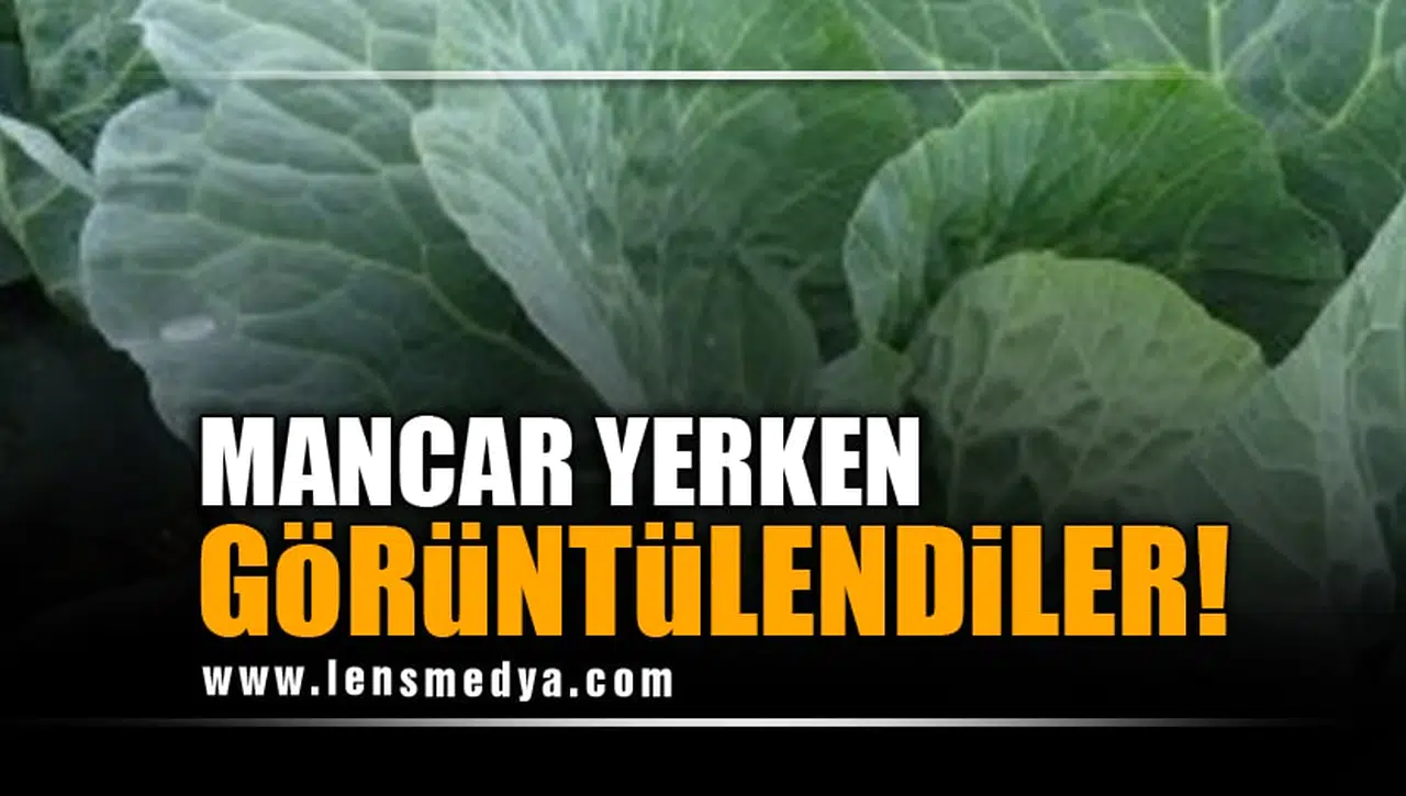 MANCAR YERKEN GÖRÜNTÜLENDİLER