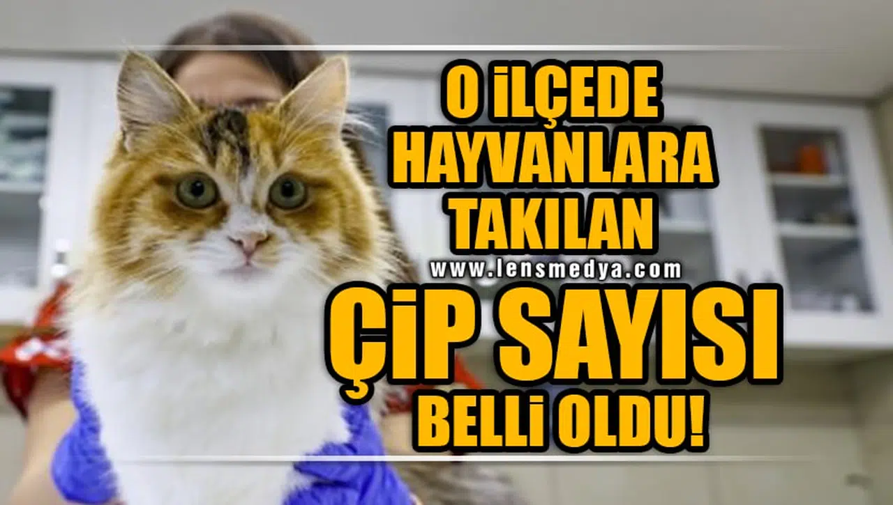 O İLÇEDE HAYVANLARA TAKILAN ÇİP SAYILARI BELLİ OLDU!