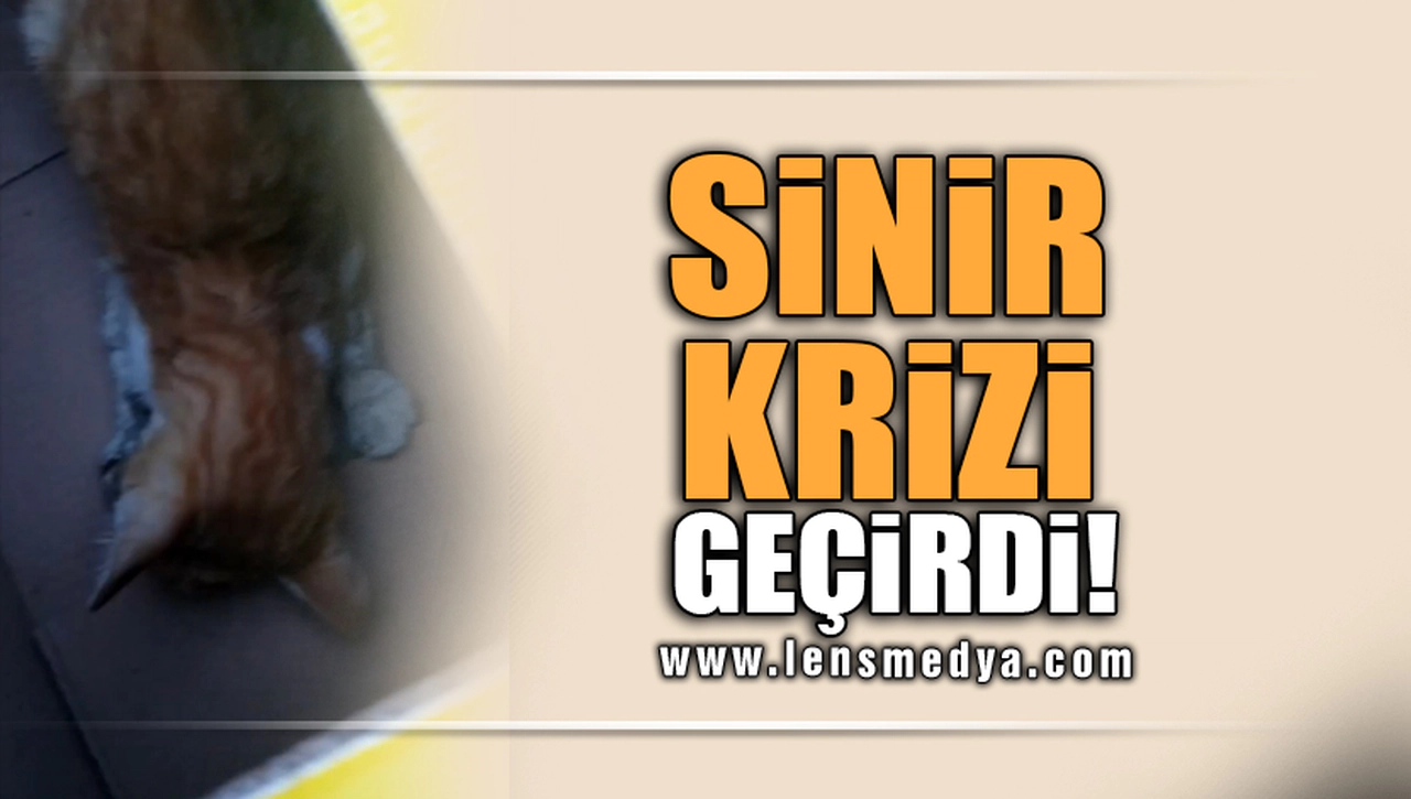 SİNİR KRİZİ GEÇİRDİ!