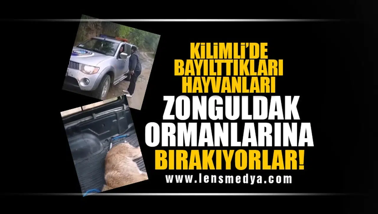 KİLİMLİ'DE BAYILTTIKLARI KÖPEKLERİ ZONGULDAK ORMANLARINA BIRAKIYORLAR!