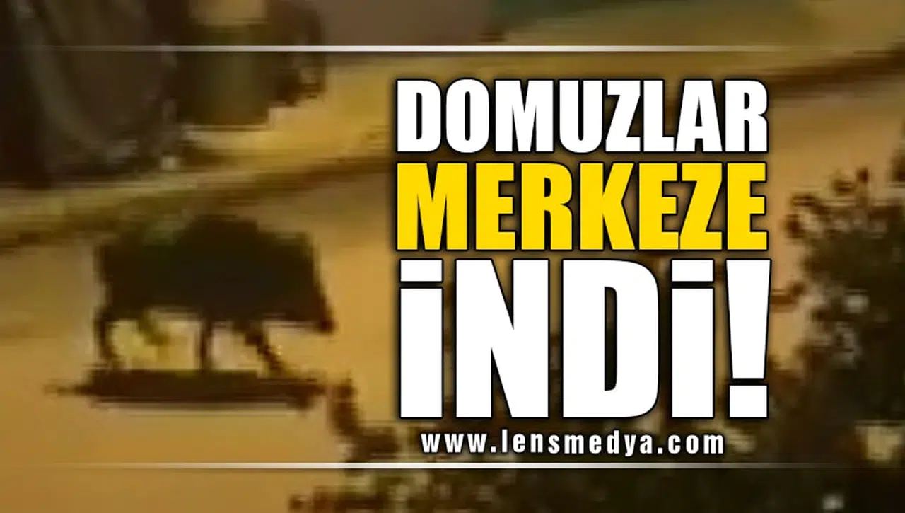DOMUZLAR MERKEZE İNDİ!