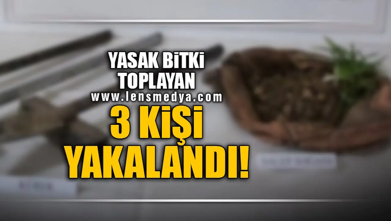 YASAK BİTKİ TOPLAYAN 3 KİŞİ YAKALANDI!