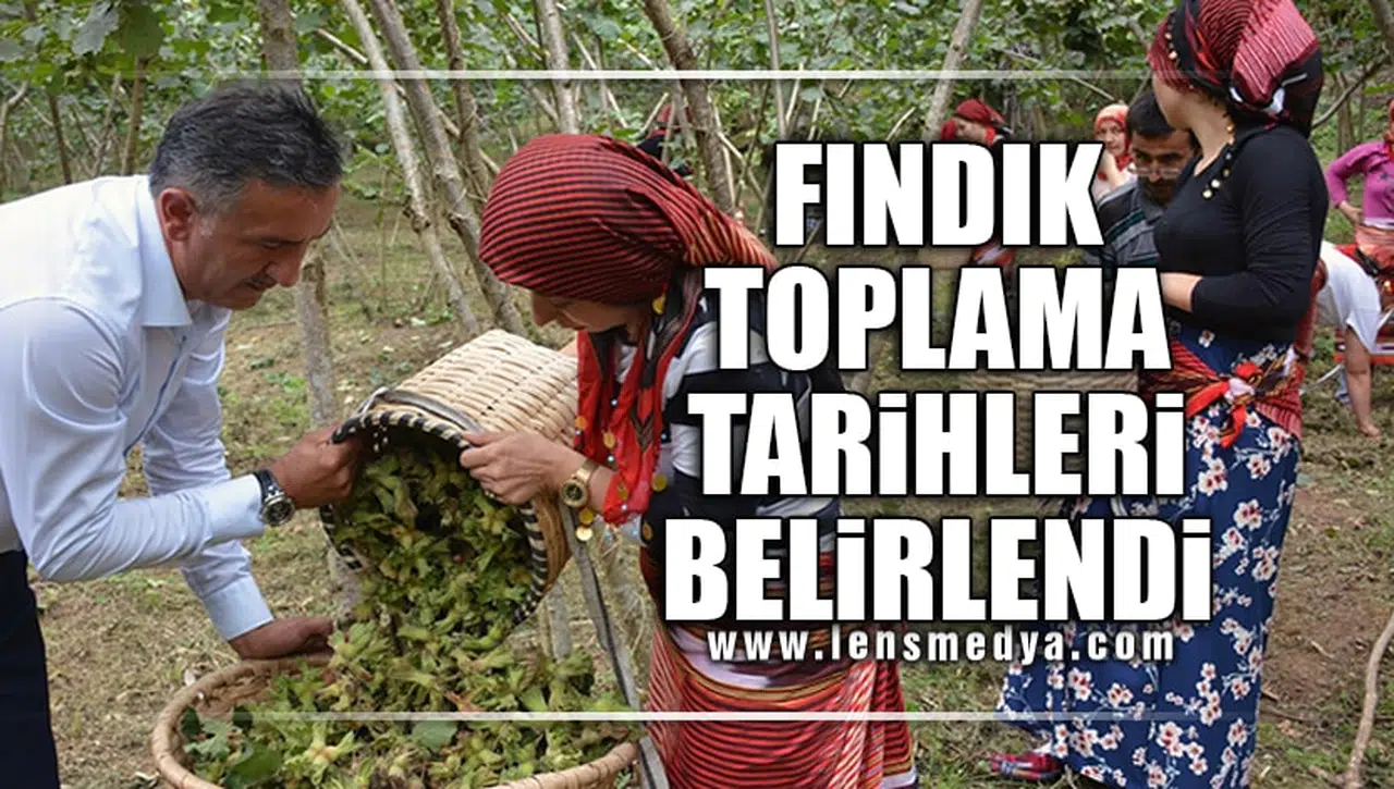 FINDIK TOPLAMA TARİHLERİ BELİRLENDİ
