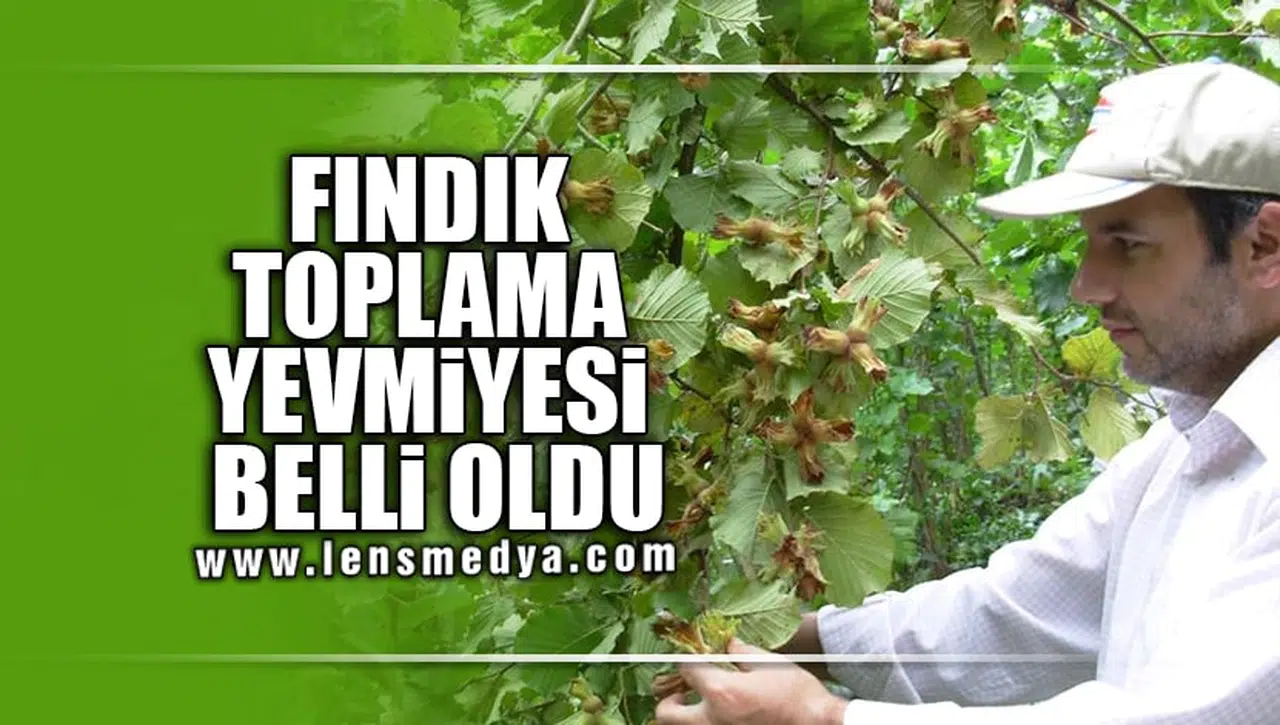 FINDIK TOPLAMA YEVMİYESİ BELLİ OLDU