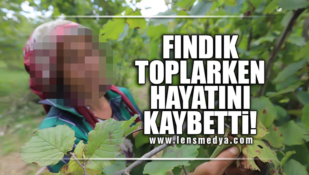 FINDIK TOPLARKEN HAYATINI KAYBETTİ!