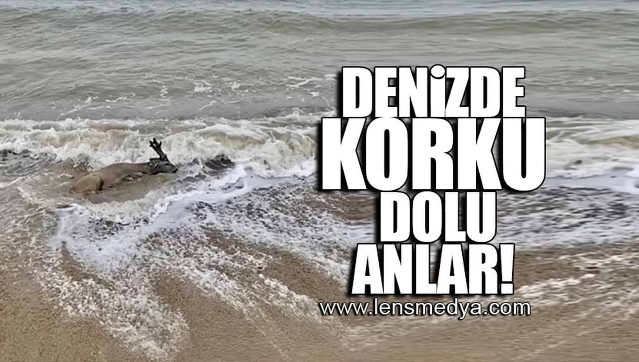 DENİZDE KORKU DOLU ANLAR!