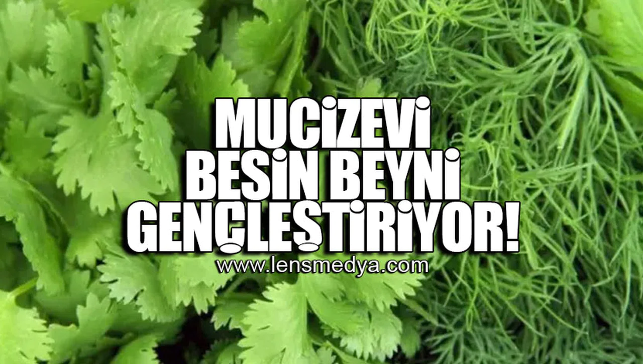 MUCİZEVİ BESİN BEYNİ GENÇLEŞTİRİYOR!