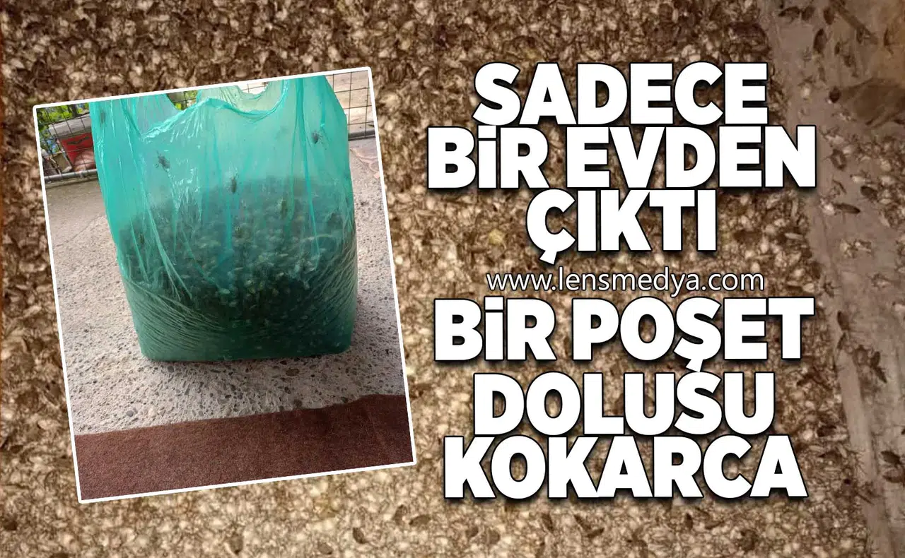 Sadece bir evden çıktı... Bir poşet dolusu kokarca!