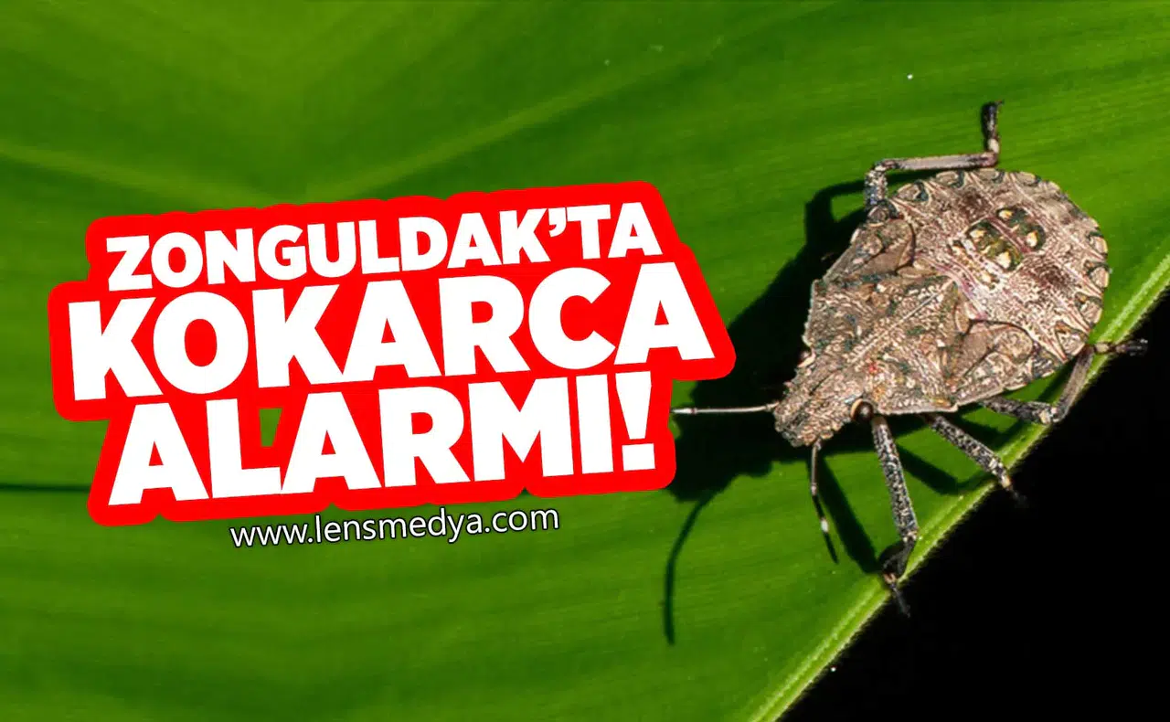 Zonguldak'ta kokarca alarmı!