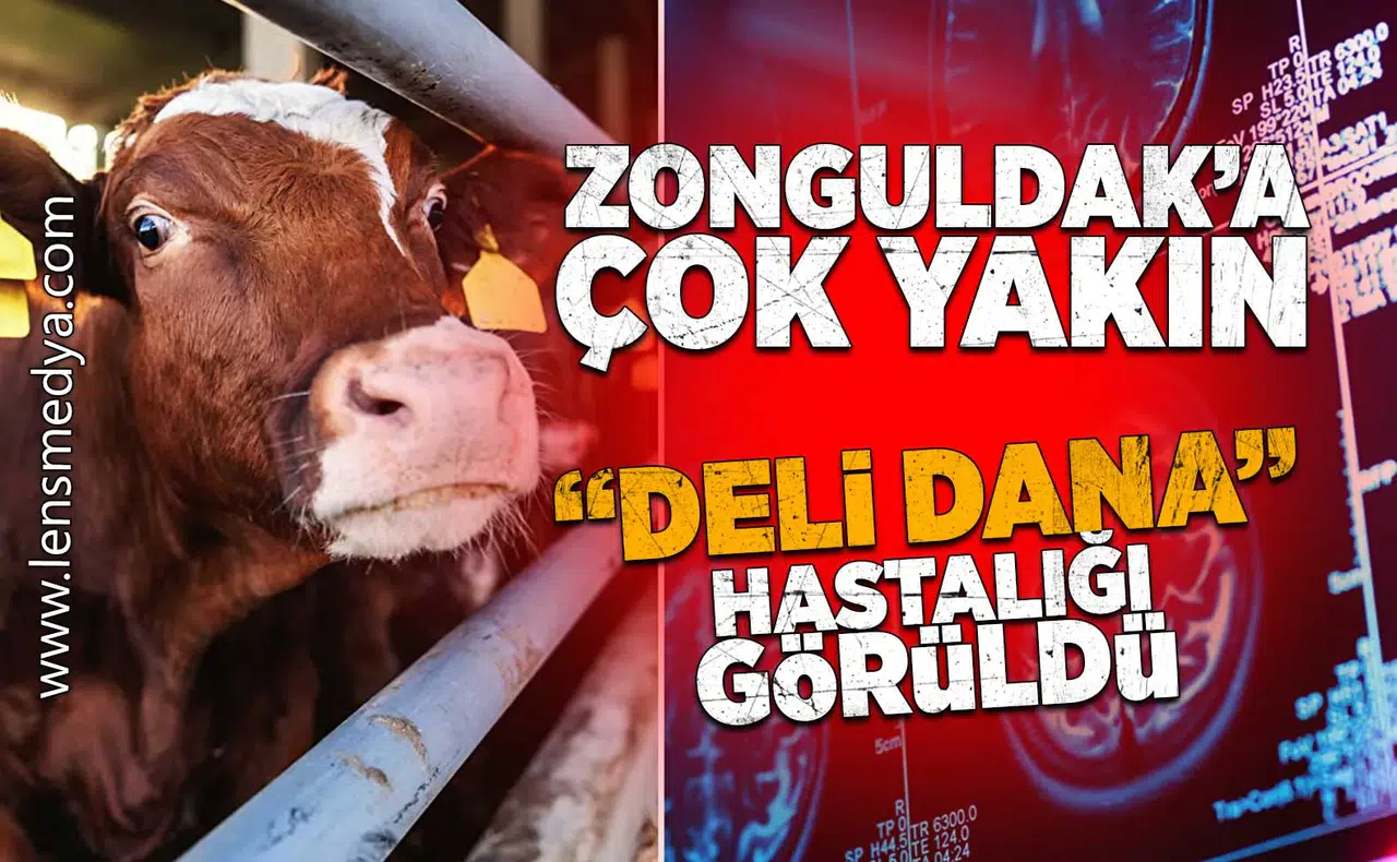 Zonguldak'a çok yakın... "Deli Dana" hastalığı görüldü!