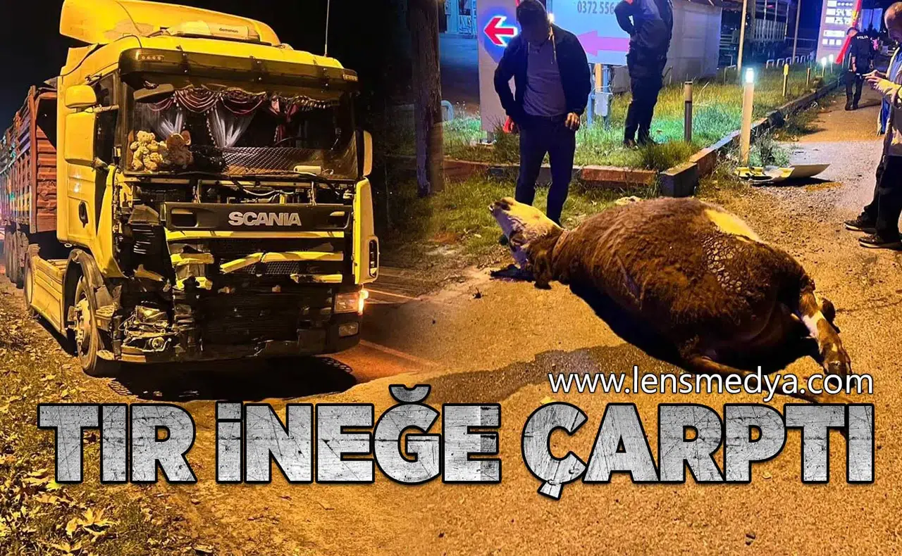 TIR ineğe çarptı... Hayvan telef oldu