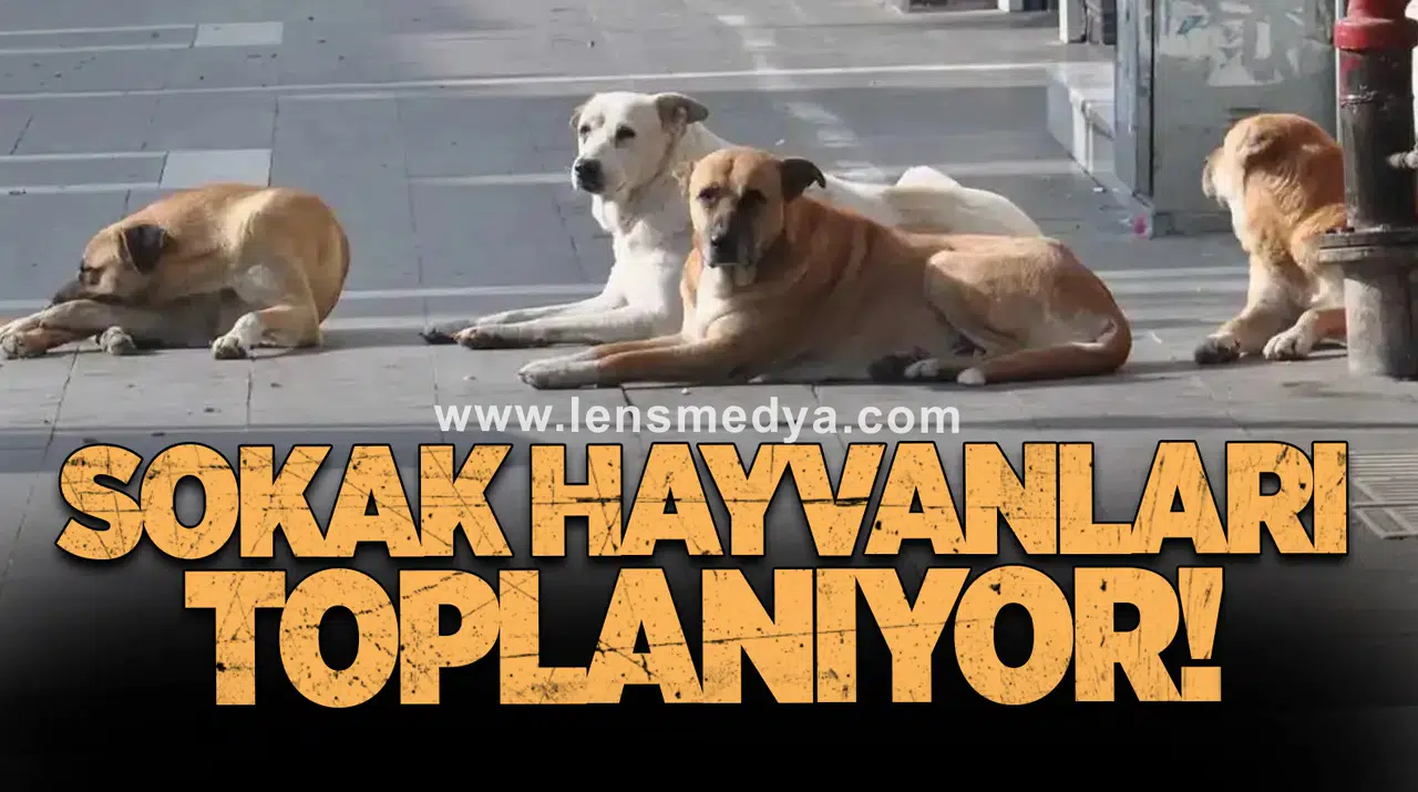 Sokak Hayvanları Toplanıyor!