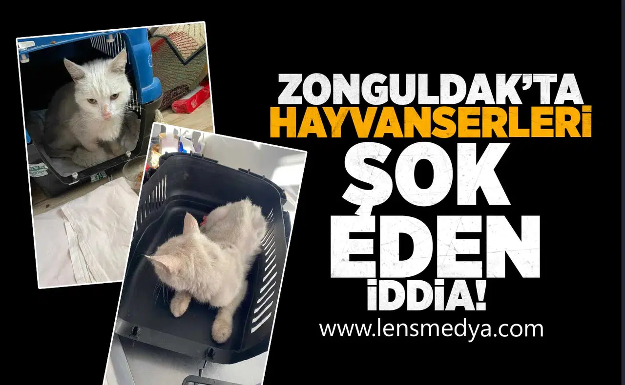 Zonguldak'ta hayvanseverleri şok eden iddia!