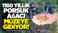 1180 Yıllık Porsuk Ağacı Müzeye Gidiyor