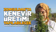 Zonguldak'ta kenevir üretimi yapılabilecek!