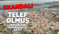 Skandal... Telef olmuş tavukları kim buraya attı?