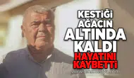 Kestiği ağacın altında kaldı... Hayatını kaybetti!