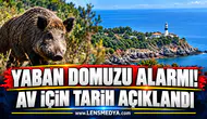 Yaban domuzu alarmı! Av için tarih açıklandı
