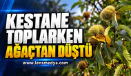 KESTANE TOPLARKEN AĞAÇTAN DÜŞTÜ