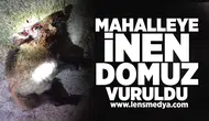 Aç kalan domuz mahalleye indi!