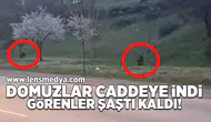 Yaban domuzları caddeye indi!