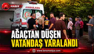 DUT TOPLARKEN AĞAÇTAN DÜŞTÜ: AĞIR YARALANDI