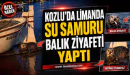Su samuru limanda balık ziyafeti yaptı!