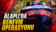 ALAPLI’DA KENEVİR OPERASYONU: