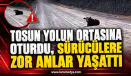 TOSUN YOLUN ORTASINA OTURDU, SÜRÜCÜLERE ZOR ANLAR YAŞATTI