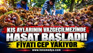 KESTANE HASADI BAŞLADI FİYATI CEP YAKIYOR