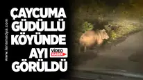 Çaycuma Güdüllü köyünde ayı görüldü...