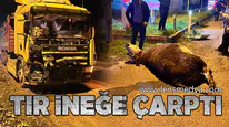 TIR ineğe çarptı... Hayvan telef oldu