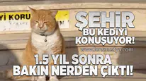Şehir bu kediyi konuşuyor!