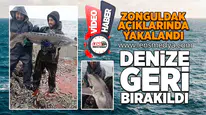 Zonguldak açıklarında yakalandı, denize geri bırakıldı