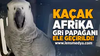 Kaçak Afrika Gri Papağanı ele geçirildi!