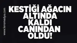 Kestiği ağacın altında kaldı canından oldu!